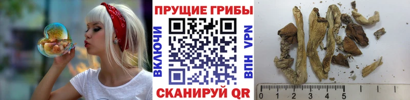 Псилоцибиновые грибы ЛСД  ссылка на мегу ONION  Анжеро-Судженск 